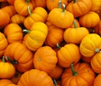 all about pumkins