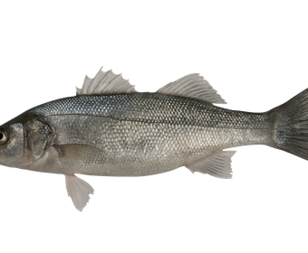Sea bass PS