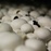 Mushrooms are trending PS