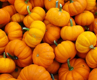 all about pumkins