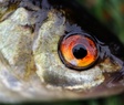 Fresh fish eye
