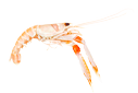 Langoustine