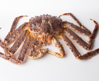 Red king crab PS