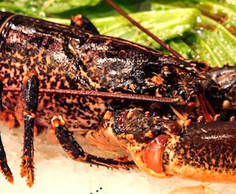 fresh lobster on ice