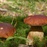 foodie mushrooms