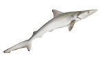 Spiny dogfish