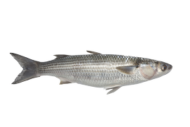 Salt water fish - Grey mullet