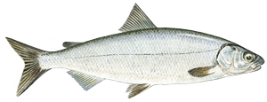 Fresh water fish - Whitefish