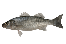 Salt water fish - Sea bass