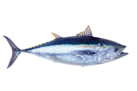 Salt water fish - Tuna