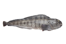 Salt water fish - Atlantic wolffish