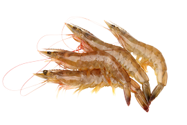 Shellfish - Prawns/shrimps