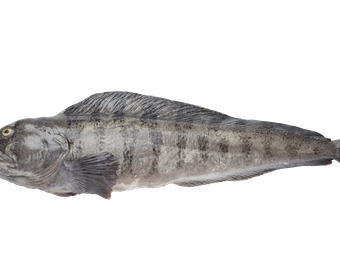 Atlantic wolffish PS