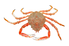 Shellfish - Spider crab