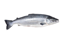 Fresh water fish - Salmon