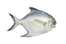 Salt water fish - Atlantic pomfret