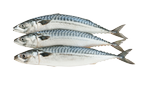 Mackerel