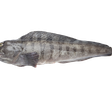 Atlantic wolffish PS