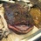 monkfish angler fish PS