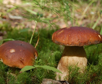 foodie mushrooms