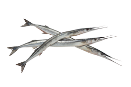 Salt water fish - Garfish