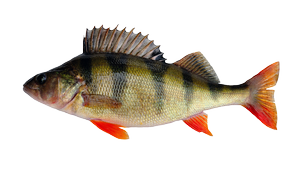 Fresh water fish - Perch