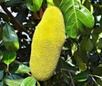jackfruit PS