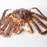Red king crab PS