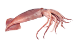 Squid