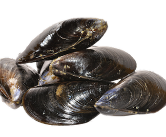 Mussels