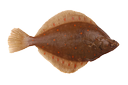 Flounder/plaice