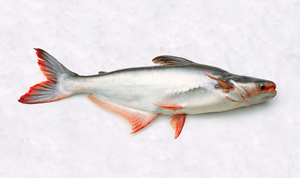 pangasius fish