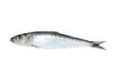 Sardine/anchovies