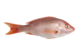Salt water fish - Snapper