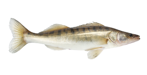 Fresh water fish - Pike-perch