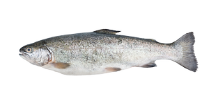 Fresh water fish - Sea trout