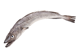 Salt water fish - Hake