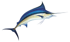 Marlin/swordfish
