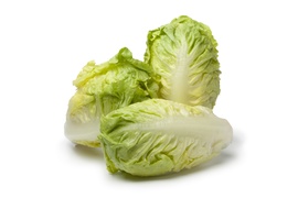Lettuce, salad - Gem lettuce