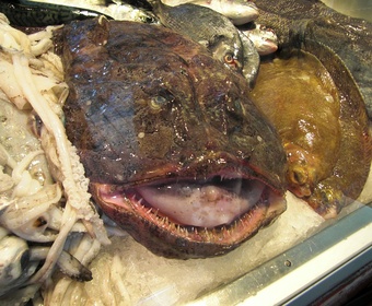 monkfish angler fish PS