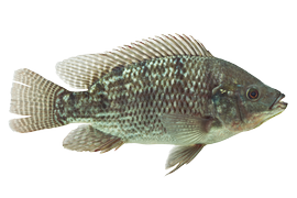 Fresh water fish - Tilapia