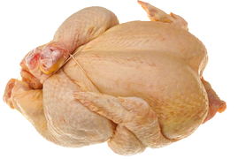 Poultry - Tuppkyckling