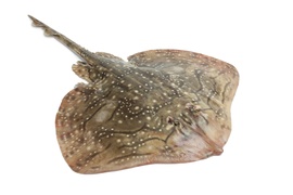 Salt water fish - Ray/skate