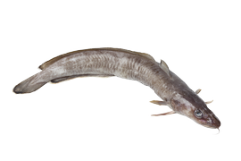 Salt water fish - Ling
