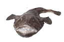 Monkfish