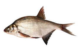 Fresh water fish - Bream