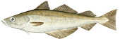 Alaska pollock