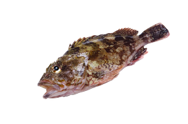Salt water fish - Bullhead