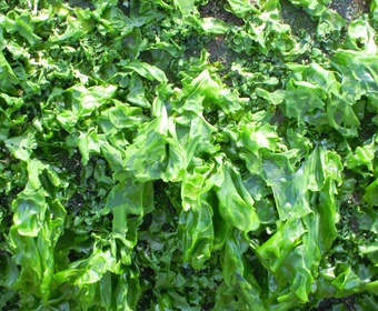 Green seaweed Green seaweed