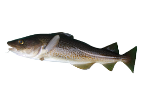 Salt water fish - Cod